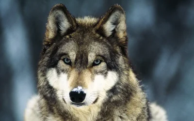 Ο δυσφημισμένος λύκος…