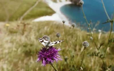 Το πέταγμα της πεταλούδας