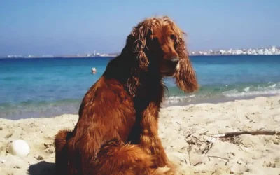 Αποχαιρετώντας την Λίζα